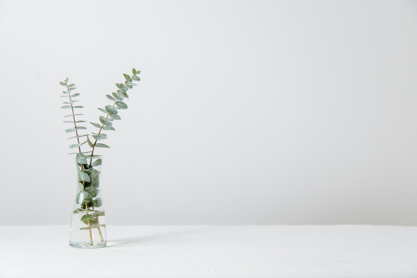 Eucalyptus stems standing in a glass vase