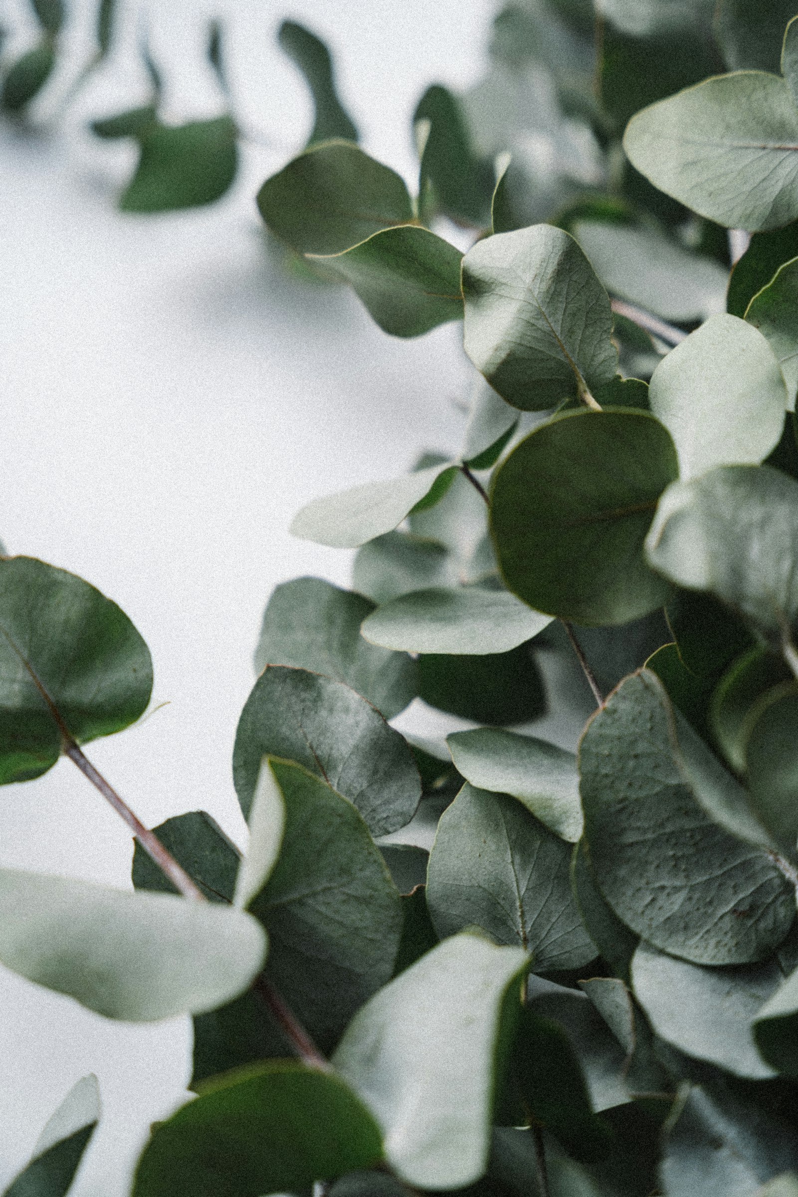 Green leaves arranged on a white surface